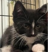 black and white kitten