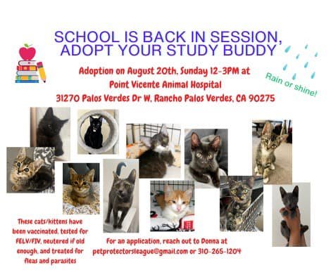 Adorable kittens are ready for a forever home. A headline says School is Back in Session, Adopt Your Study Budy. Subheads say Adoption on August 20, 12-3 p.m. at 31270 Palos Verdes Drive South, Rancho Palos Verdes, CA 90275. The cats and kittens have been vaccinated, tested for feline leukemia virus (FeLV) and feline immunodeficiency virus (FIV), neutered if old enough, and treated for fleas and parasites. For an application, reach out to Donna at petprotectorsleague@gmail.com or 310-265-1204.