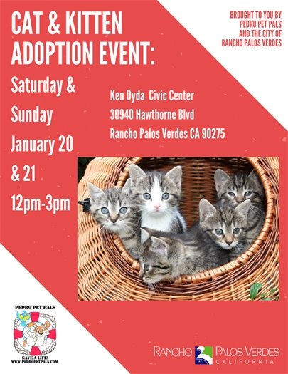 cat adoptions January 2024