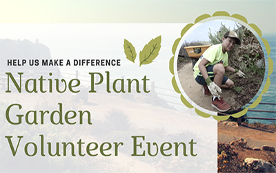 native plant garden spotlight