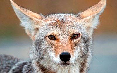 Coyote
