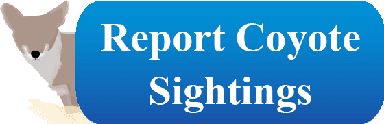 coyote sightings