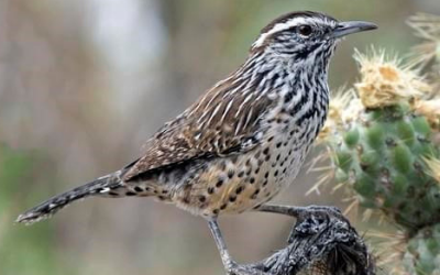 Cactus bird