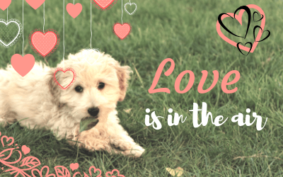 smoochy poochy spotlight