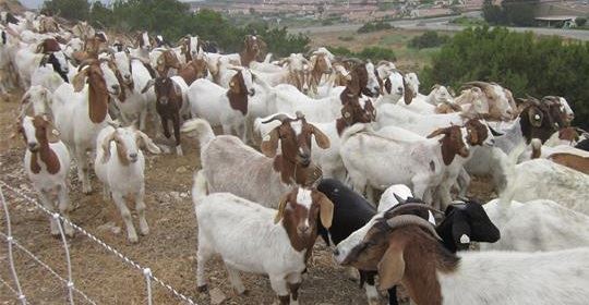A Tribe of Goats
