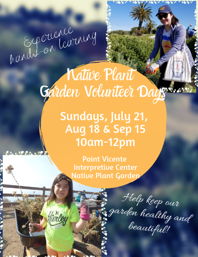 summer native plant garden spotlight