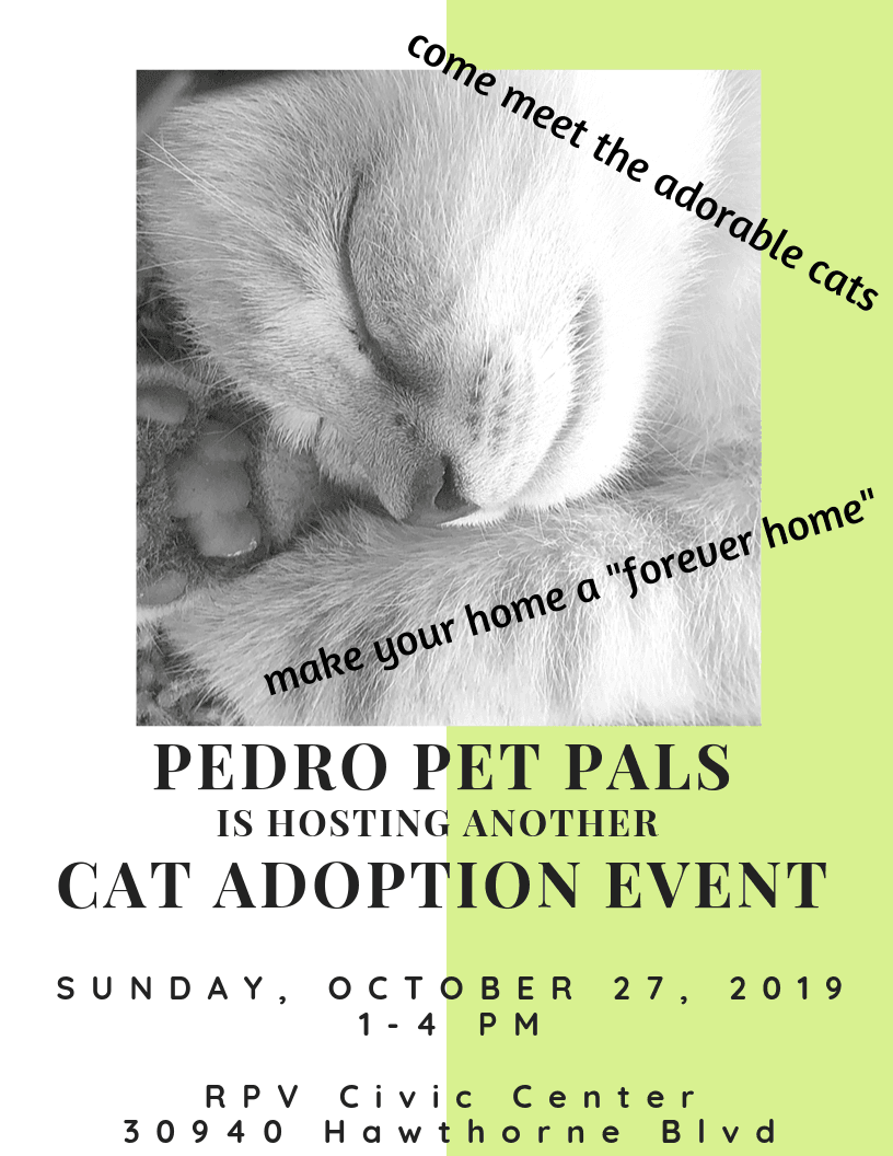 CAT ADOPTIONS 10.27.19