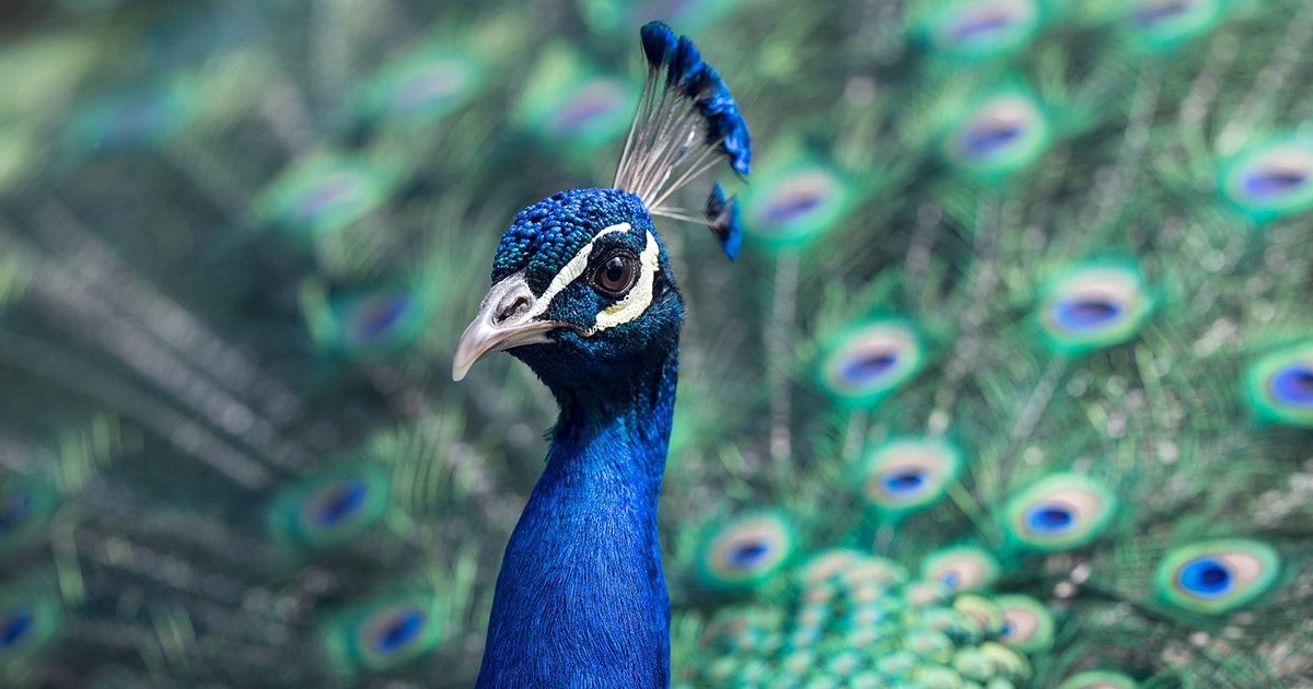 Peafowl