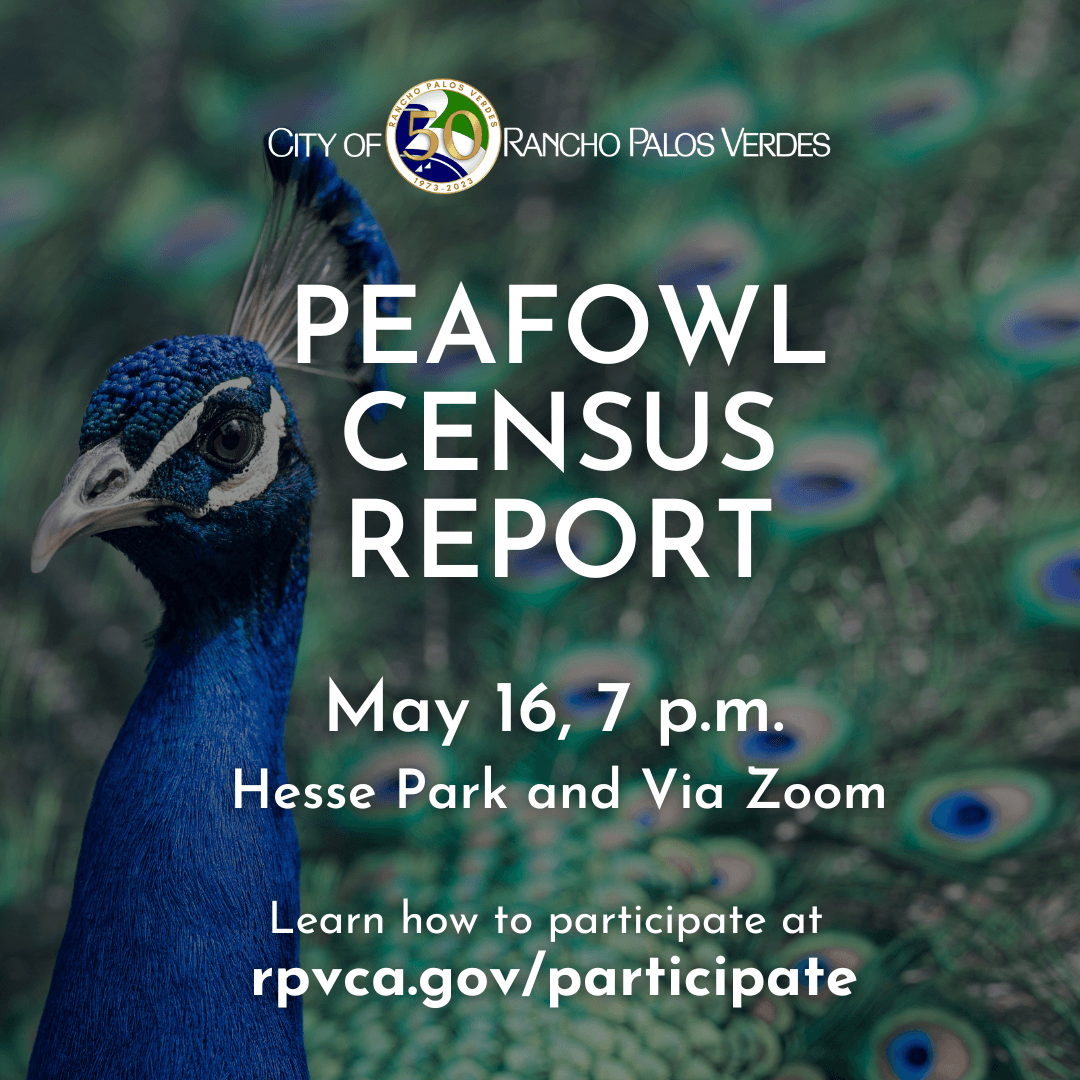 Peafowl Census Report May 16, 7 p.m., Hesse Park and via Zoom