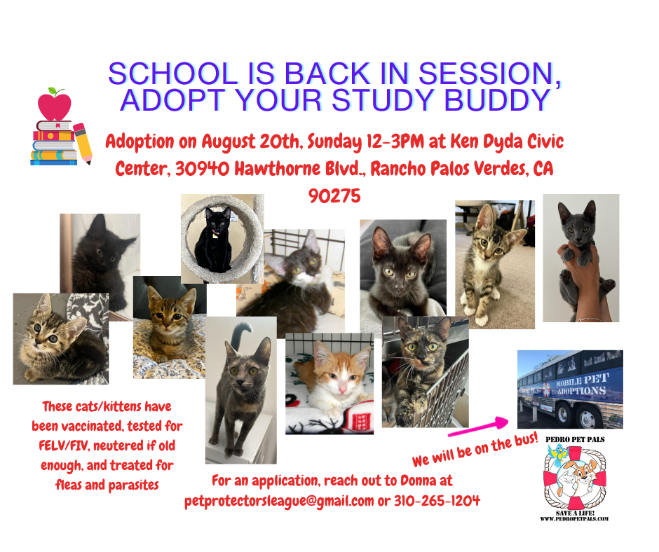 Pedro Pet Pals Cat Adoption Event August 20