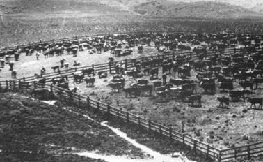 Cattle ranching is the area that is now the Peninsula Shopping Center District