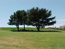 Large grass area with trees in the center at Del Cerro Park.