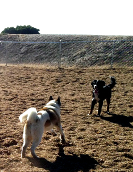 White and brown dog playing with black and white dog in park